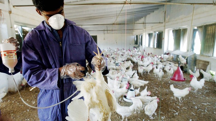 Ein asiatischer Mann mit Overall, Mundschutz, und Handschuhen spritzt in einem Hühnerstall einem weißen Huhn Gidt aus einer Flasche.