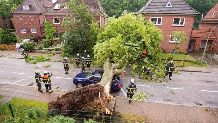 Ein Baum ist auf ein Auto gestürzt. | Bildquelle: dpa/Daniel Bockwoldt Ein Baum ist auf ein Auto gestürzt.