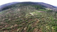 Umgestürzte Bäume auf einem Hang nach Orkan Kyrill