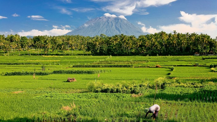 Reisfelder auf Bali vor einem Vulkan.