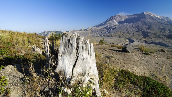 Im Vordergrund Blumen und Gras an einem Baumstumpf. Im Hintergrund der Mount St. Helens.