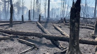 Screenshot aus dem Film "Die Gefahr von Waldbränden nimmt zu"