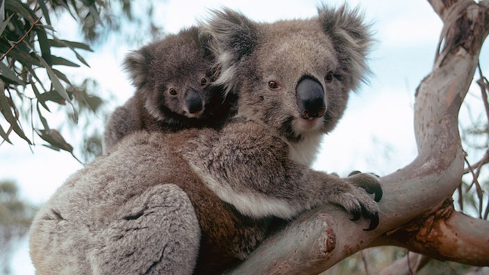 Eine Koala mit einem Jungen auf dem Rücken sitzt auf einem Ast.