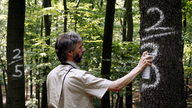Ein Forstbeamter markiert Bäume für den Waldzustandsbericht 2006 mit einer Spraydose