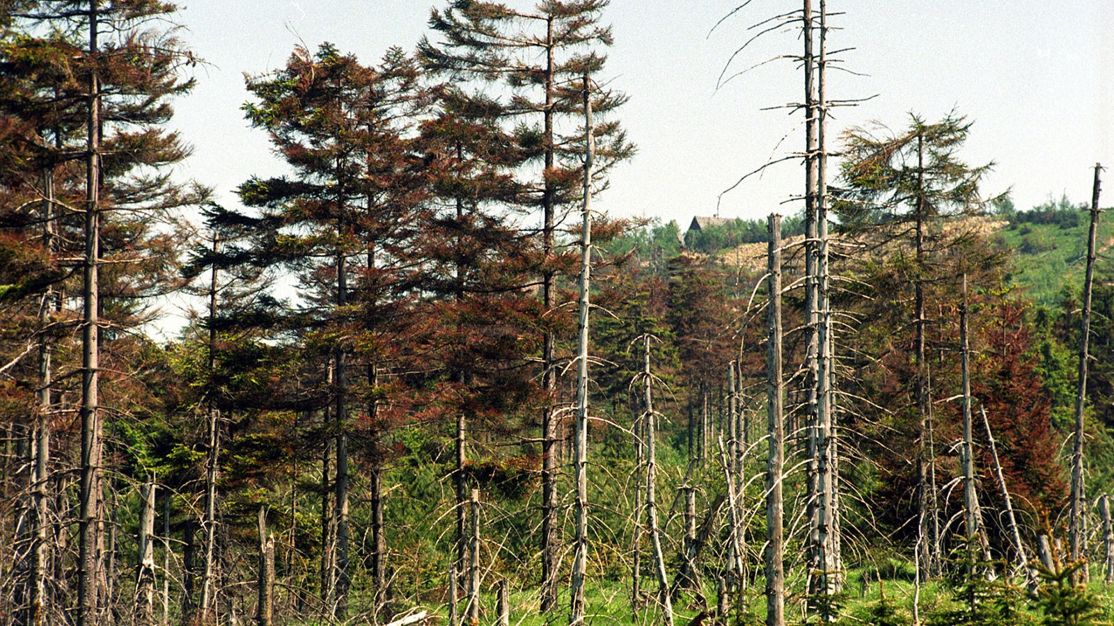 El cambio climático afecta gravemente a los bosques de NRW – Región del Ruhr – Noticias
