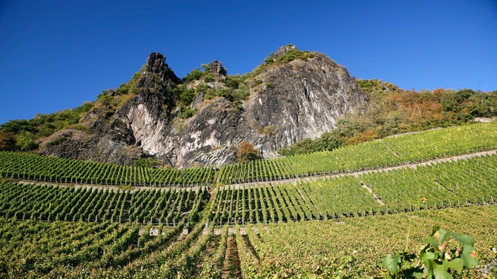 Der Drachenfels am Rhein | Bildquelle: imagebroker / newspixx vario images Der Drachenfels am Rhein