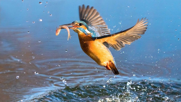 Eisvogel mit Fisch im Schnabel | Bildquelle: imago/ZUMA Press Eisvogel mit Fisch im Schnabel