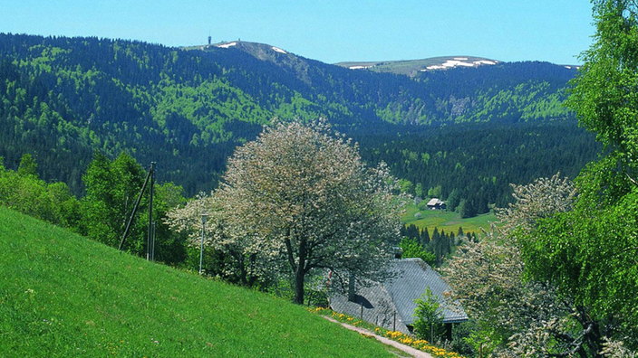 Grüne Landschaft mit Sicht auf den Feldberg
