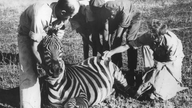 Schwarzweiß-Foto: Dr. Bernhard Grzimek hält den Kopf eines am Boden liegenden Zebras fest. Drei schwarze Helfer halten den Schwanz des Tieres. Michael Grzimek markiert das Fell mittels eines Farbtupfers.