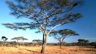 Akazienbäume in einer Savannenlandschaft.