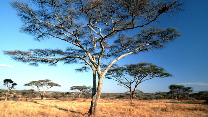 Akazienbäume in einer Savannenlandschaft.