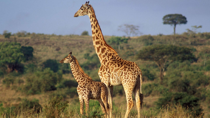 Eine Giraffe steht mit einer jungen Giraffe inmitten der Savanne.