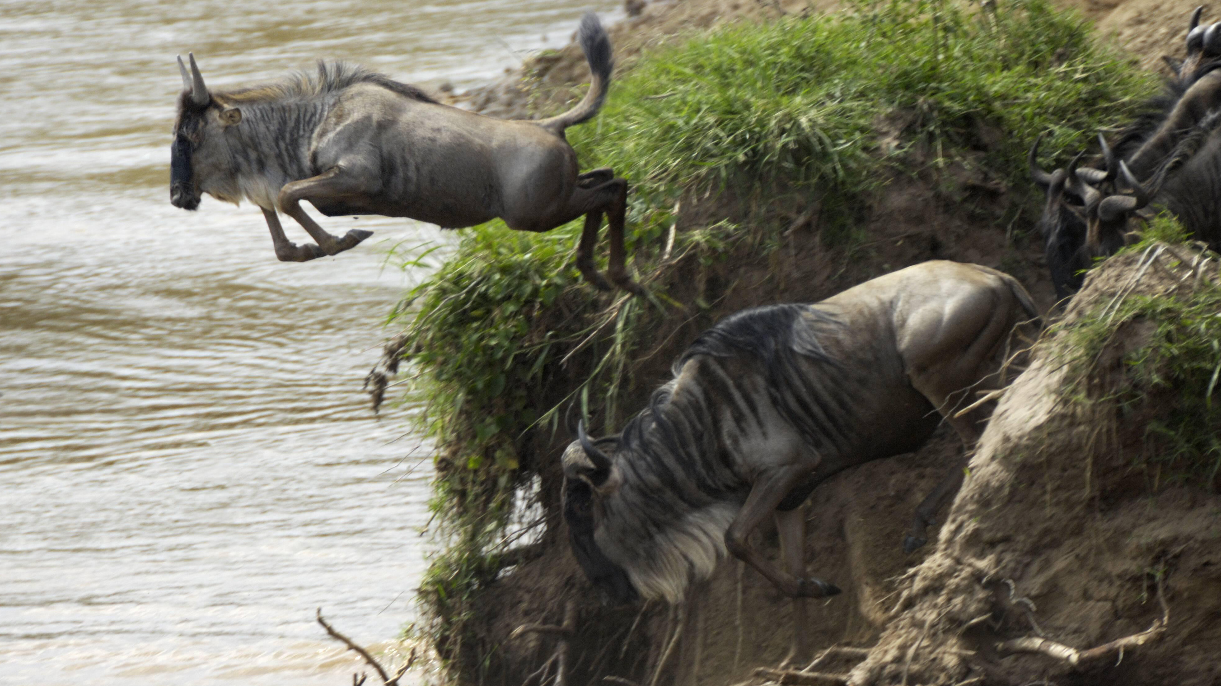 Auf der rechten Bildhälfte ist eine steile Uferböschung zu sehen. Einige Gnus steigen zum Wasser hinab, ein Gnu springt mit einem großen Satz in die braunen Fluten.