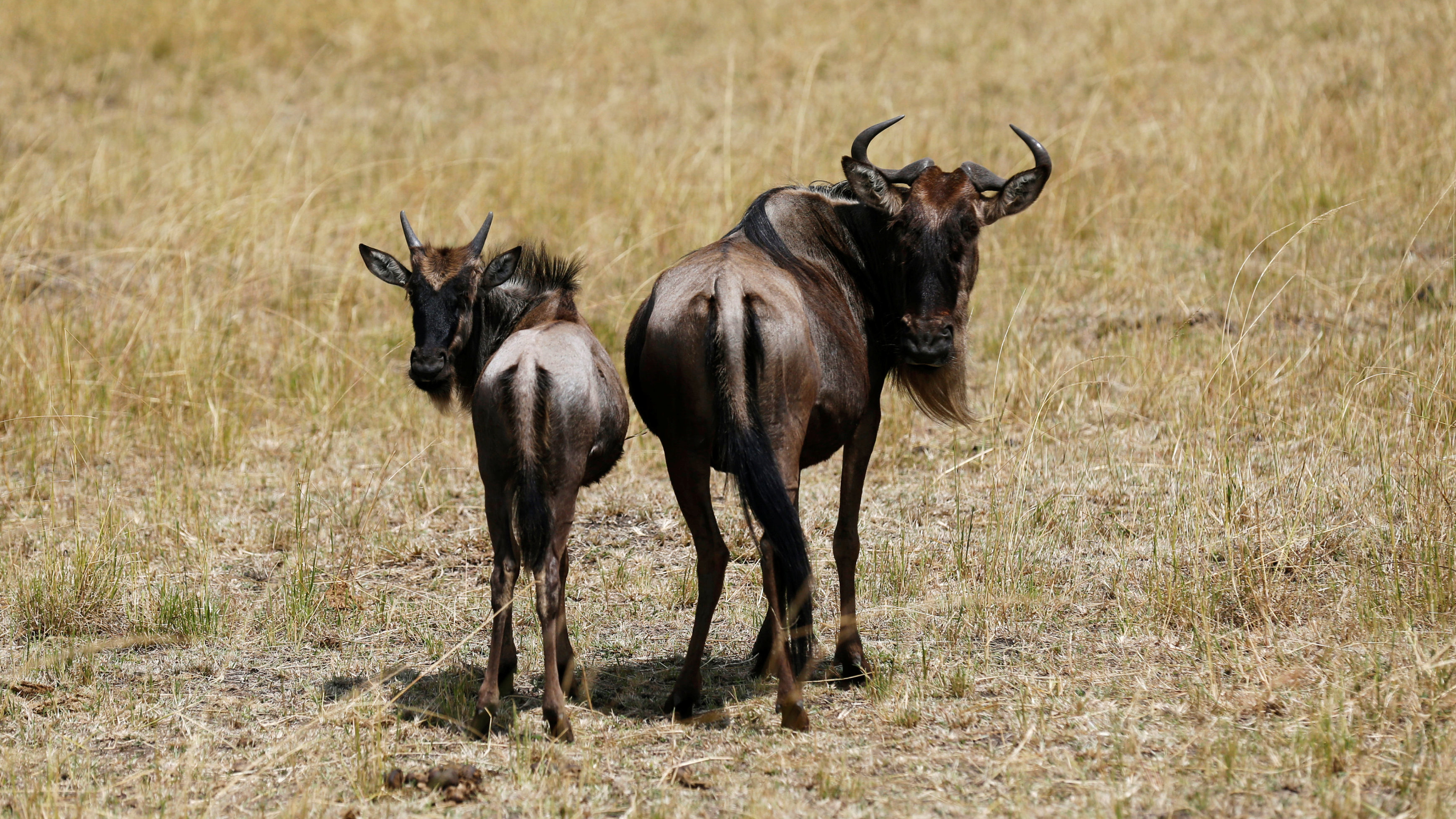 Auf einer grün-gelben Wiese steht ein Gnu mit seinem Jungtier mit dem Hinterteil zur Kamera. Beide drehen sich zur Kamera um.