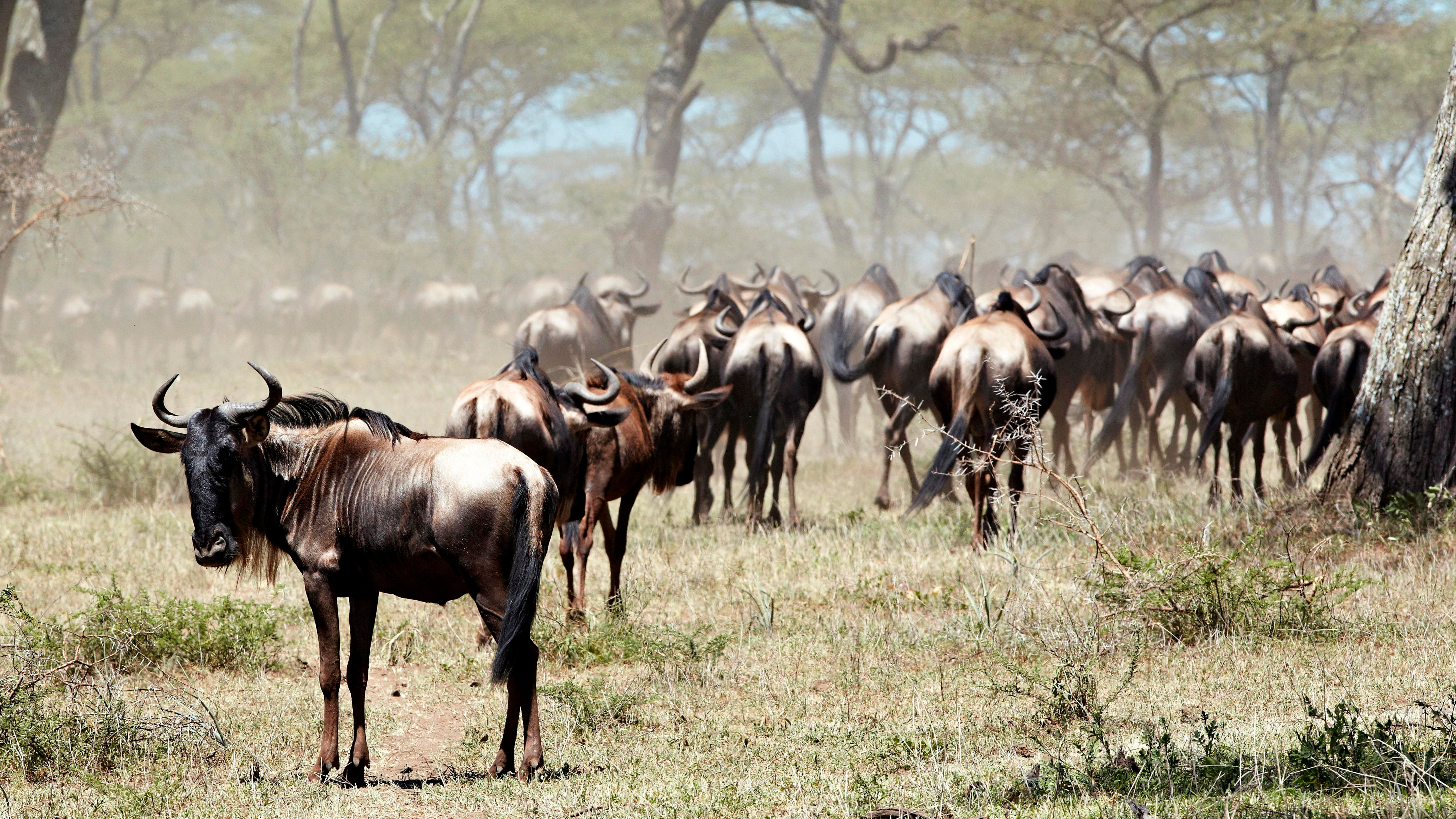 Eine große Herde Gnus läuft von der Kamera weg. Die dunkelbraunen Tiere mit Hörnern laufen unter Bäumen in der Savanne. Ein Gnu steht vorn und dreht sich zum Betrachter um.
