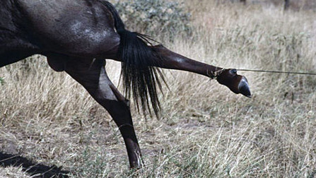 Auf der linken Bildhälfte ist das hintere Teil eines Gnus zu sehen. Ein Bein ist stark nach hinten gestreckt. An dem Huf befindet sich ein Seil, das das Tier anscheinend festhält.