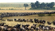 In Zickzack-Kurven durchläuft eine große Herde Gnus eine gelbe Grasebene. Ein Tier scheint hinter dem anderen herzulaufen. Die Tiere sind dunkelbraun und haben Hörner.