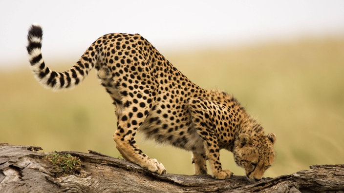 Ein Gepard auf einem Holzstamm. | Bildquelle: WDR/IMAGO/McPHOTO/Zandbergen Ein Gepard auf einem Holzstamm.