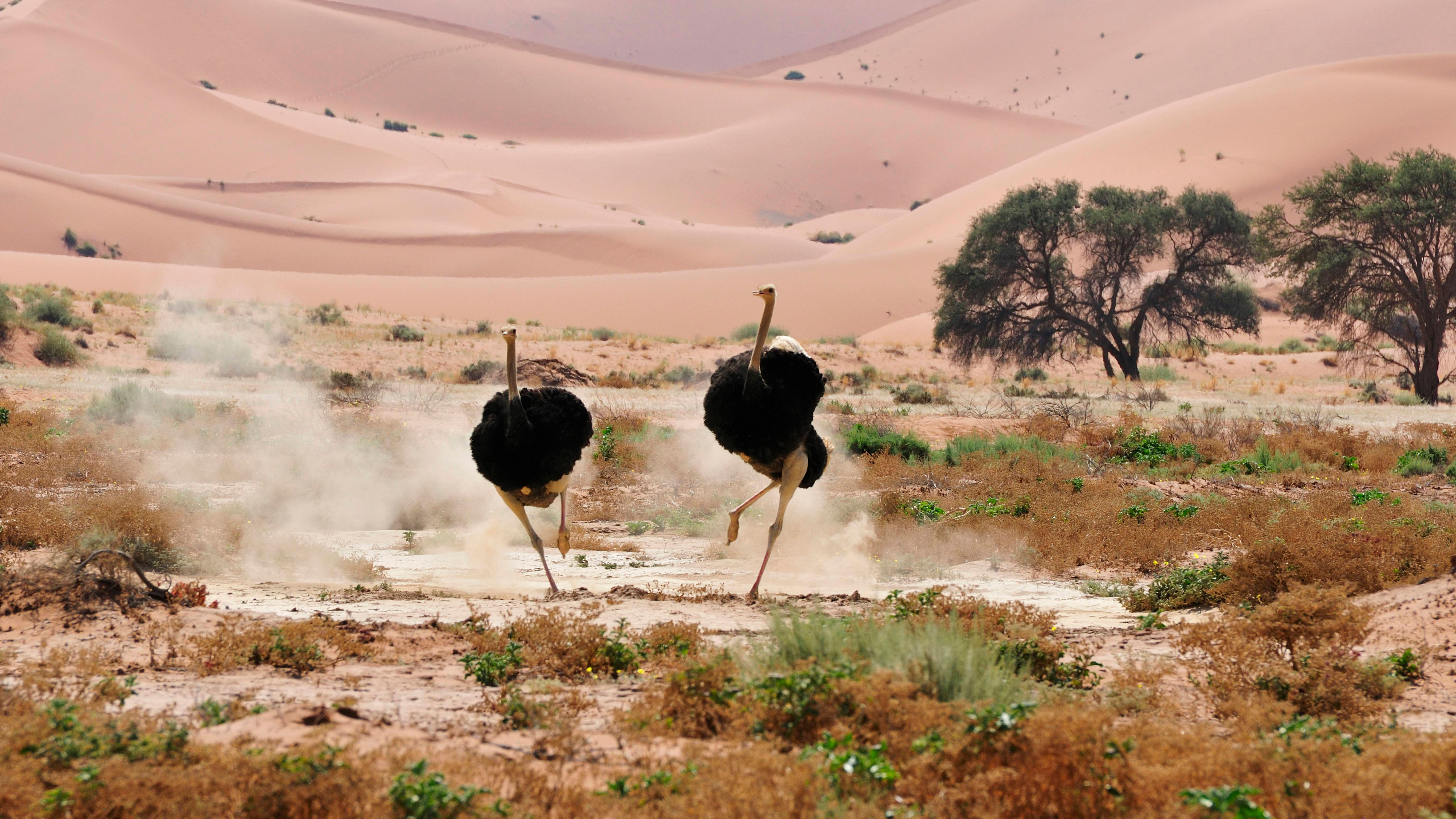 Zwei schwarzweiße Strauße rennen nebeneinander her. Der Hintergrund besteht aus rosafarbenen Sanddünen. | Bildquelle: dpa Picture-Alliance / Heeb Christian Zwei schwarzweiße Strauße rennen nebeneinander her. Der Hintergrund besteht aus rosafarbenen Sanddünen.