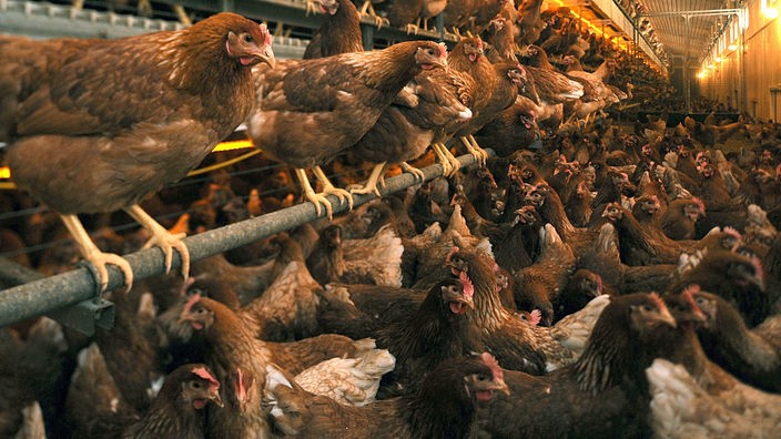 Das Bild zeigt Hühner in einem Großbetrieb. Sie sitzen dicht an dicht auf dem Boden oder auf Stangen in mehreren Etagen.