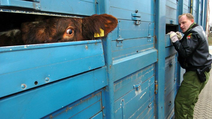 Das Bild zeigt einen Tiertransport-Lkw. Ein Polizist kontrolliert den Transporter, während ein Rind verängstigt durch einen Spalt nach draußen schaut.
