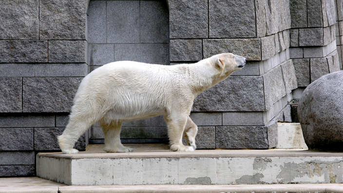 Ein Eisbär geht auf einem Podest aus Beton auf und ab.