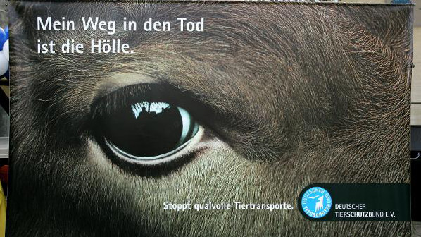 Das Bild zeigt ein Plakat des Deutschen Tierschutzbundes. Darauf sind großformatig und im Detail das Auge und ein Teil des Kopfes einer Kuh zu sehen, die in die Kamera blickt. Der Text des Plakats lautet: 'Mein Weg in den Tod ist die Hölle. Stoppt qualvolle Tiertransporte.