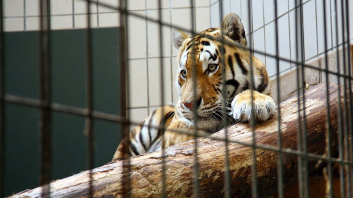 Ein Tiger in seinem Käfig im Allwetterzoo Münster, 2007