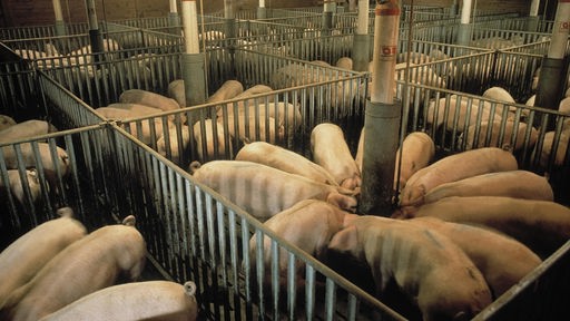 Aufnahme eines Schweinemastbetriebes. In mehreren durch Metallgitter abgegrenzten Abteilen stehen Hunderte Schweine.