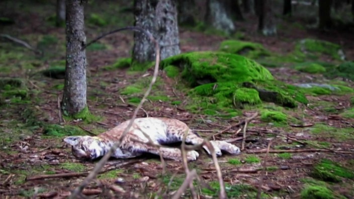 Toter Luchs im Bayerischen Wald