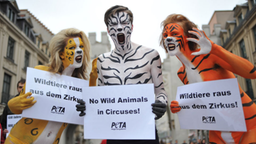 Drei PETA-Mitglieder stehen auf einem Platz und halten Schilder mit der Aufschrift "Wildtiere raus aus dem Zirkus" in die Kamera. Sie sind am ganzen Köper geschminkt, als Löwe, Zebra und Tiger.
