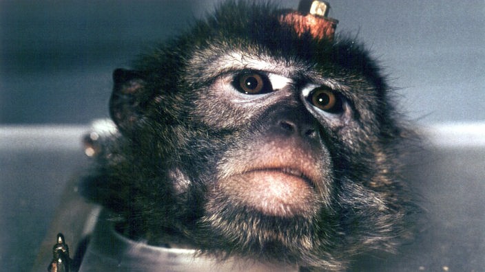Das Bild zeigt einen Affen, dessen Kopf fixiert ist. In seinem Schädel ist ein Führungsrohr implaniert, das zum Einführen von Elektroden verwendet wird.