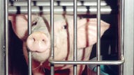 Das Bild zeigt ein Schwein in einem Käfig, das in die Kamera blickt.