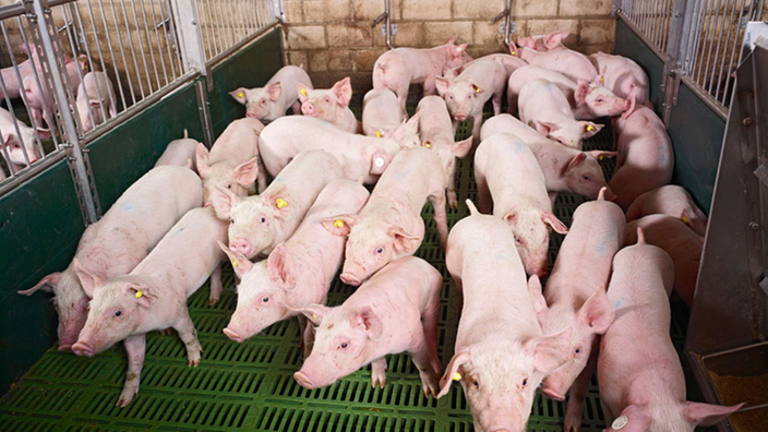 Aufnahme eines Schweinemastbetriebes. Mehrere Schweine stehen in einer kleinen Box.