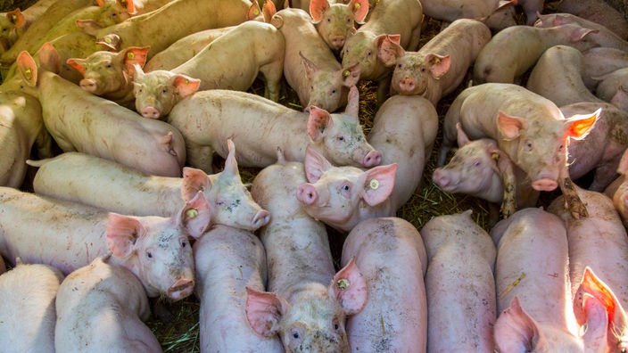 Das Bild zeigt sehr viele Schweine in einem Stall. Sie stehen eng beieinander, eines steht mit den Vorderhufen auf einem anderen. Viele schauen in die Kamera.