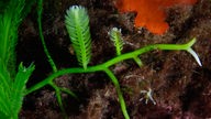 Unterwasseraufnahme: Caulerpa taxifolia mit 'Stiel' aus dem die 'Blätter' wachsen.