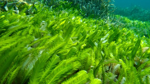 Unterwasseraufnahme: Ein dichter Bewuchs mit grünen Algen der Art Caulerpa taxifolia in seichtem, klaren Wasser sehr gut zu erkennen.