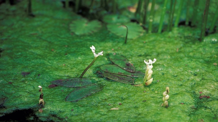 Grünalgenteppich in einem Gartenteich | Bildquelle: dpa/Arco Images/TUNS Grünalgenteppich in einem Gartenteich