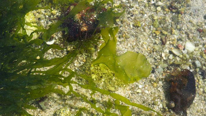 Ulva lactuca auch Meeressalat genannt. | Bildquelle: imago Ulva lactuca auch Meeressalat genannt.