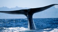 Fluke eines Blauwals beim Abtauchen.