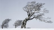 Winterlandschaft mit drei Bäumen, die durch den Wind schräg gewachsen sind