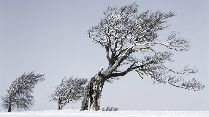 Winterlandschaft mit drei Bäumen, die durch den Wind schräg gewachsen sind