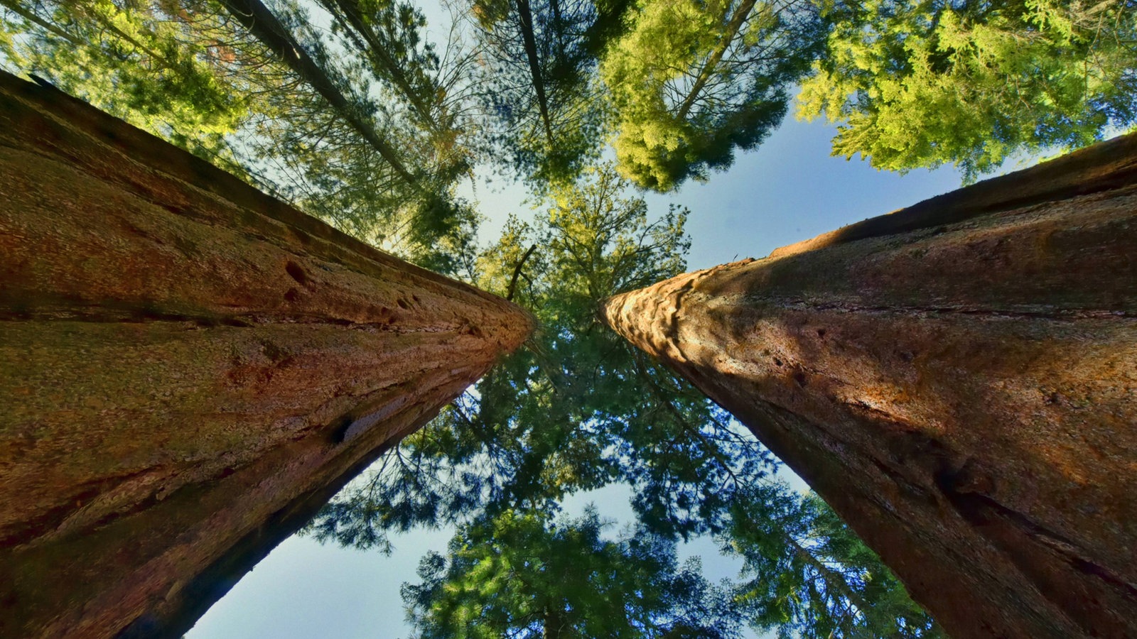 Bäume: Baumrekorde - Pflanzen - Natur - Planet Wissen