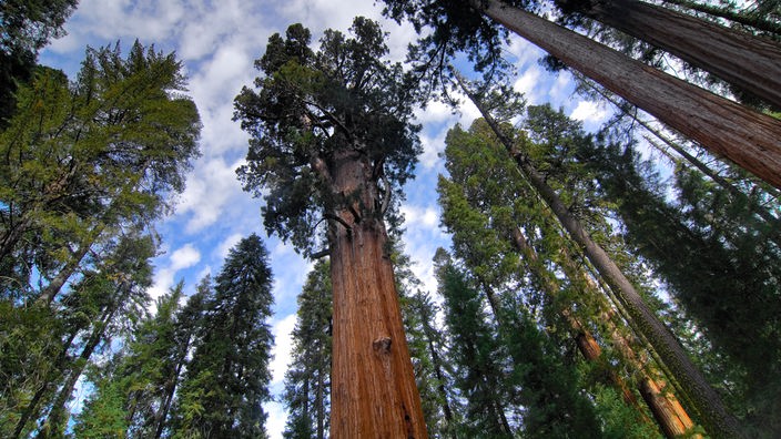 General Sherman Tree im Sequoia Nationalpark, Kalifornien.