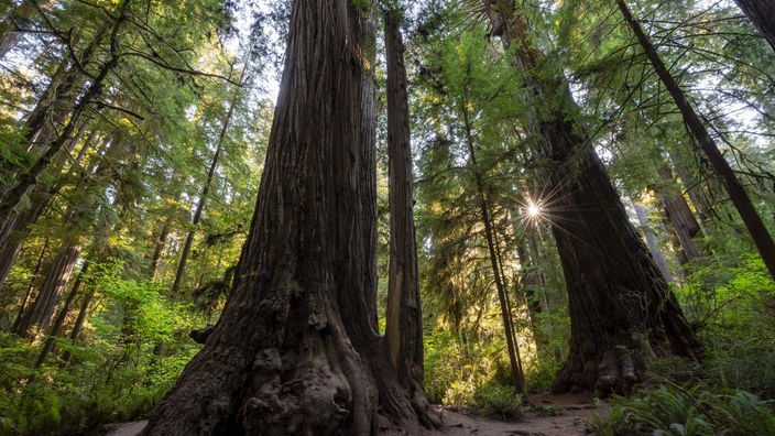 Küstenmammutbäume (Sequoia sempervirens) im Jedediah Smith Redwoods State Park in Kalifornien