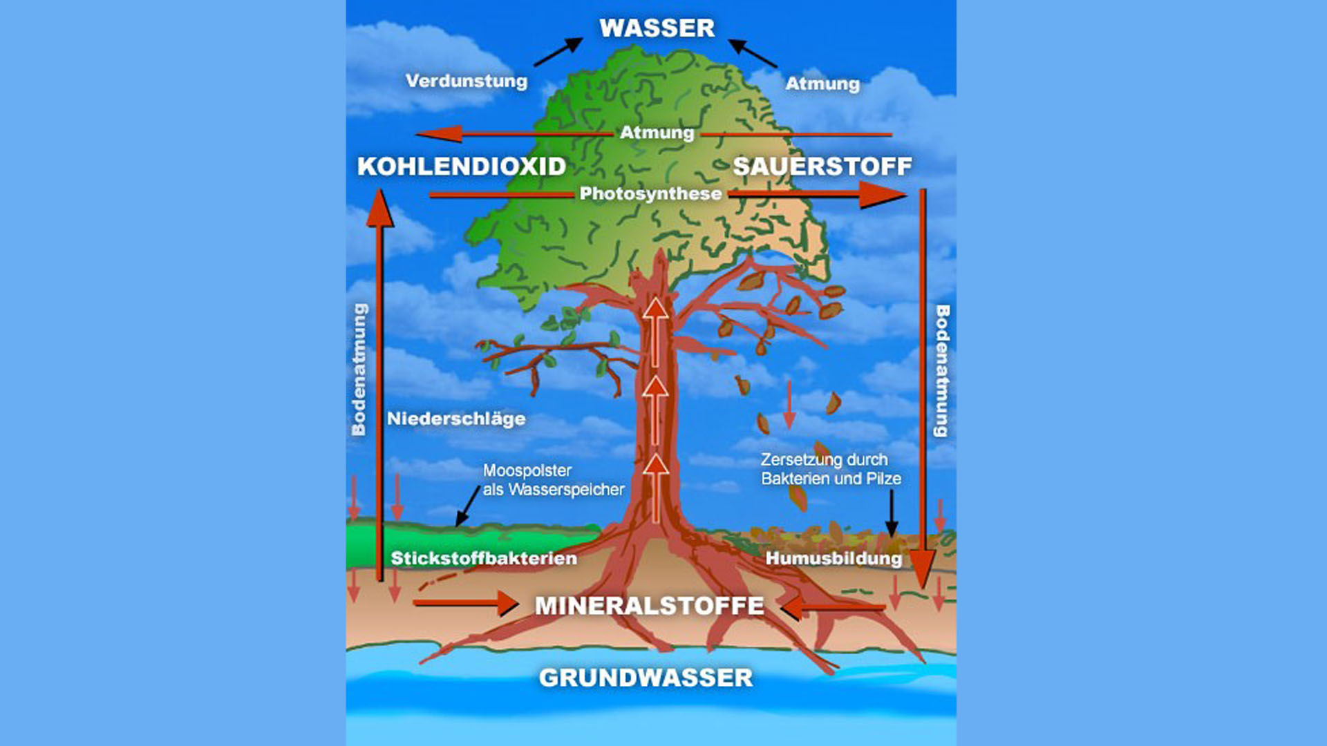 Schaubild: Luft, Wasser- und Bodenkreislauf des Baumes
