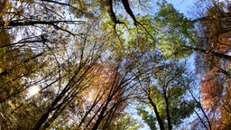Foto von unten in die Kronen mehrerer Bäume.