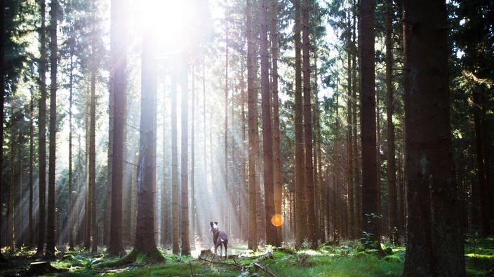 Dichter, grüner Laubwald, in den die Sonne scheint, zwischen den Bäumen steht ein Hund.