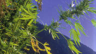 Detailaufnahme: Eine Cannabispflanze mit Blüten