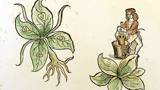 Zeichnung aus einem mittelalterlichen Buch über Kräuter.